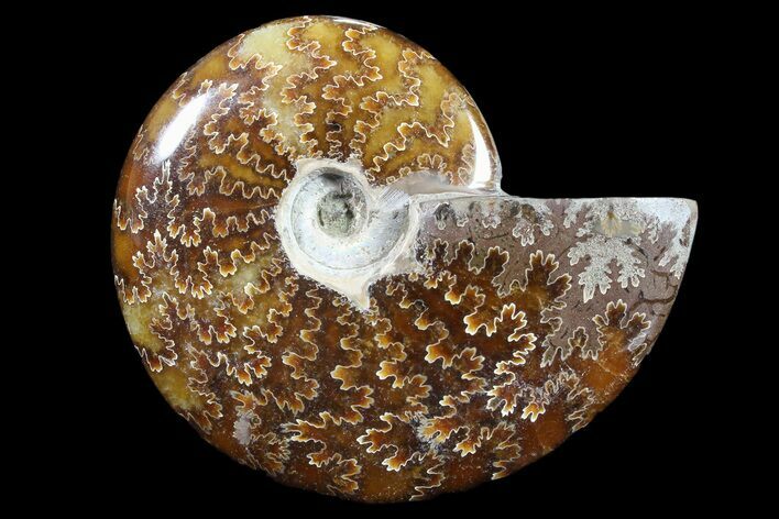 Polished, Agatized Ammonite (Cleoniceras) - Madagascar #88070